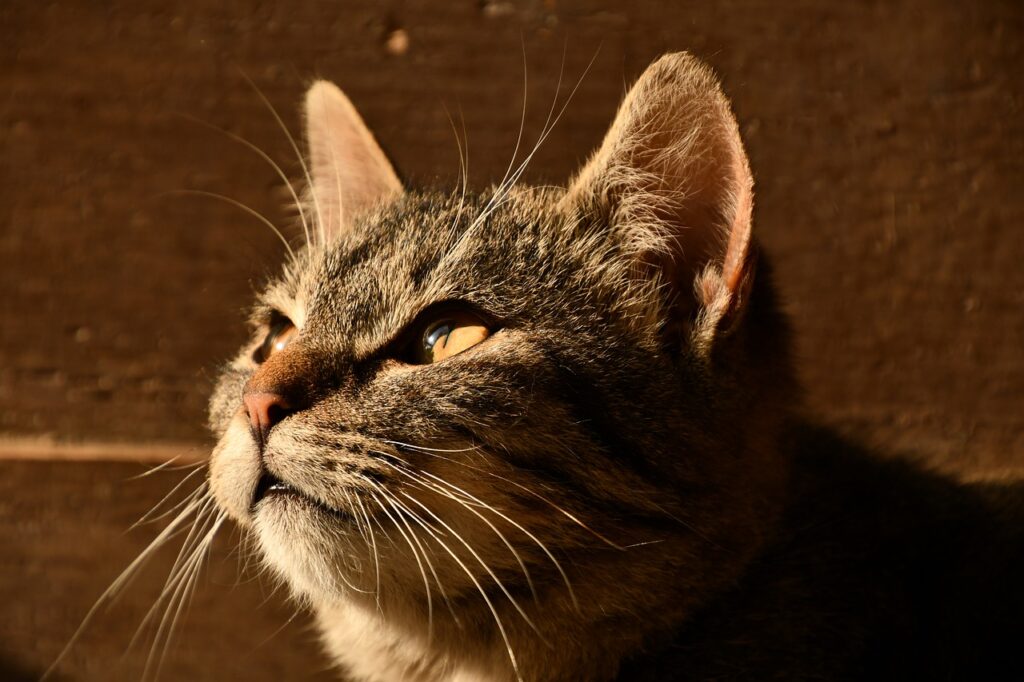 3 tegn på kat er - Kattens verden Alt skal vide om din kat