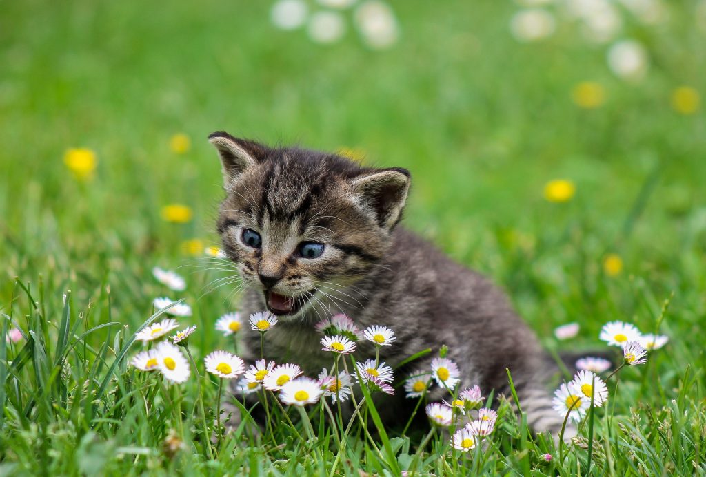 3 på din kat er gravid - Kattens verden | Alt du vide om din