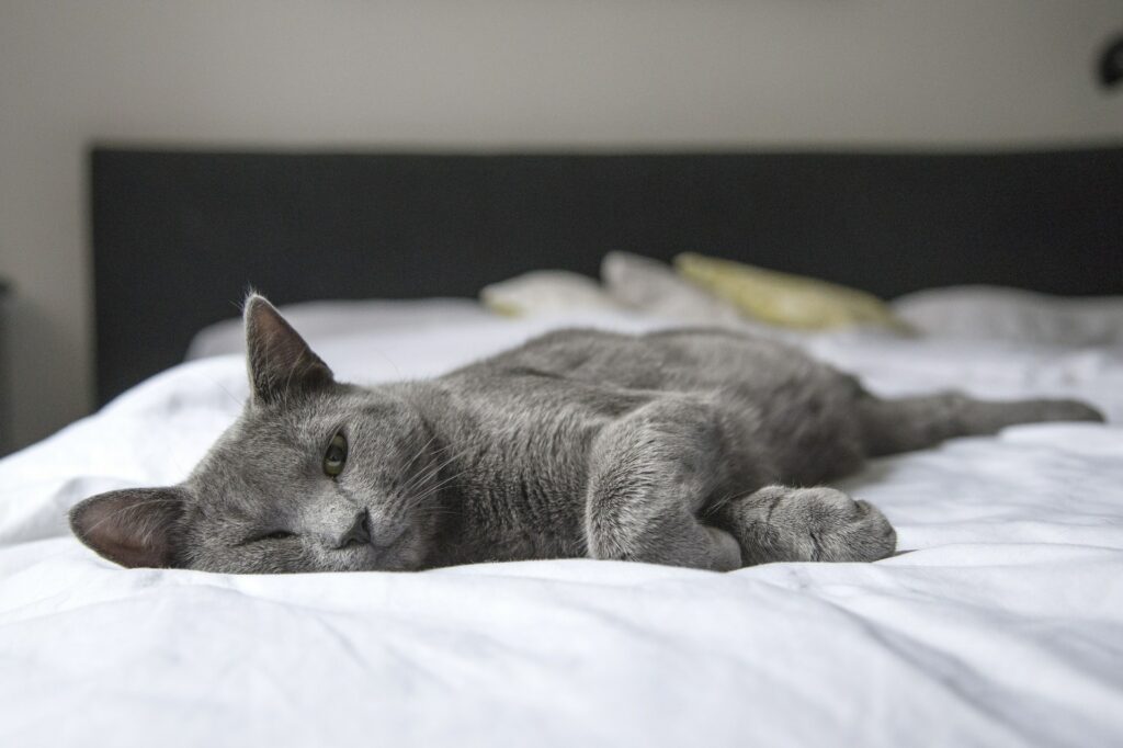 3 tegn på kat er - Kattens verden Alt skal vide om din kat